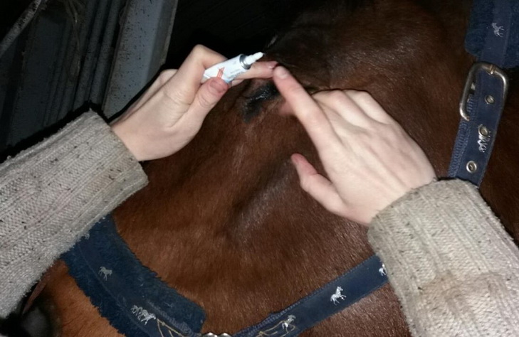 У Дніпрі показали, як лікують врятованих від живодерів коней - фото 1