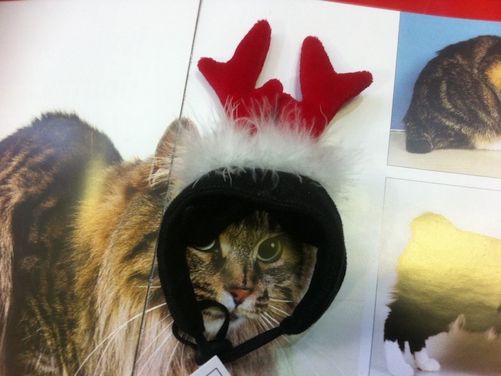 Мода для кота: Як в Полтаві наряджатимуть домашніх улюбленців на Новий рік - фото 1