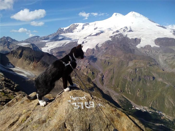 Як кіт-альпініст на Ельбрус підіймався - фото 2