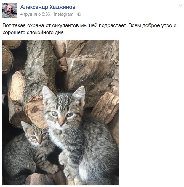 За що котам в АТО треба поставити пам'ятник-13 - фото 4 За що котам в АТО треба поставити пам'ятник-13 - фото 4