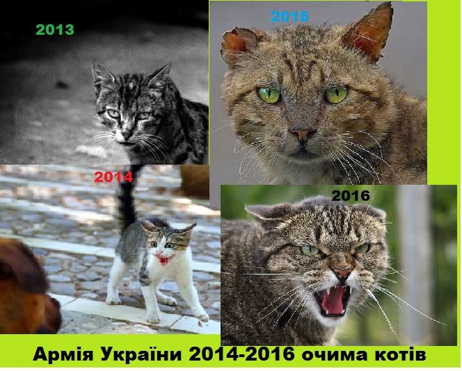 Коти в АТО: найкраще за 2016 рік - фото 39