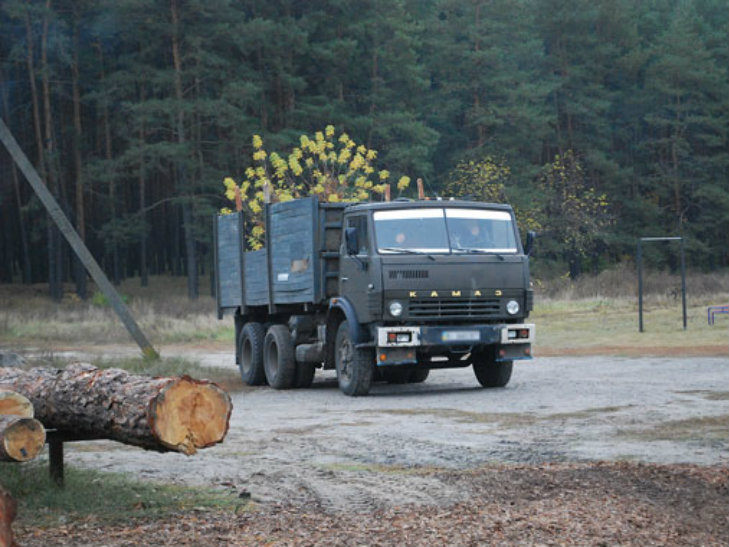 На Полтавщині затримали злочинців, які незаконно вирубували ліс - фото 1 На Полтавщині затримали злочинців, які незаконно вирубували ліс - фото 1