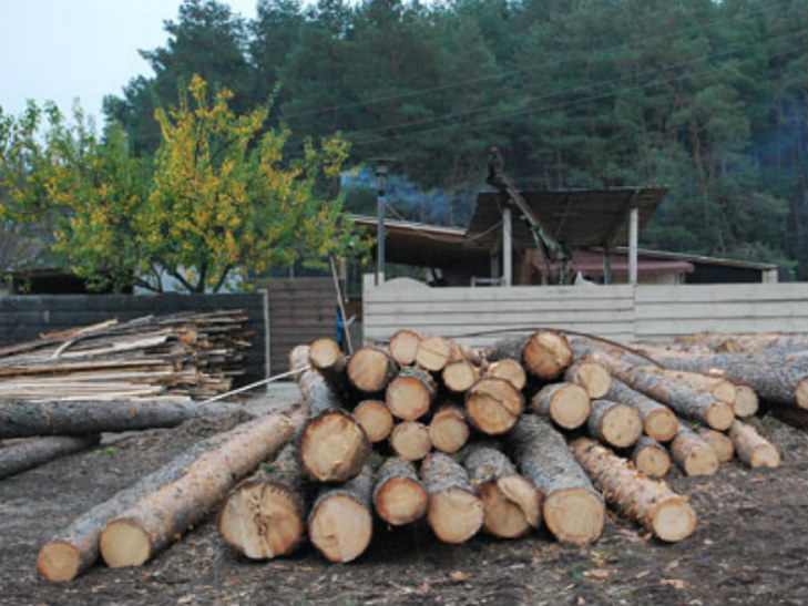 На Полтавщині затримали злочинців, які незаконно вирубували ліс - фото 2