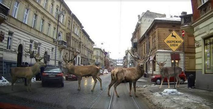 На вулицях Львова зафіксували оленів (ФОТОФАКТ) - фото 1