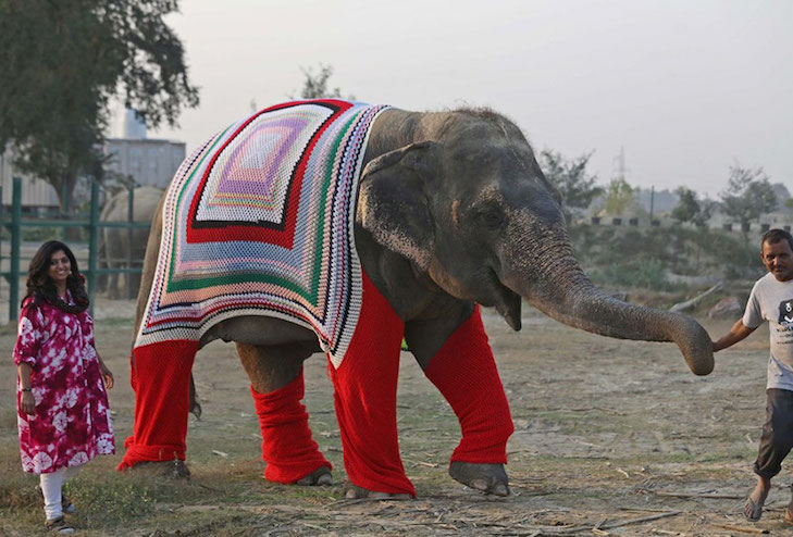Як в Індії слонам волонтери светри в'яжуть - фото 2