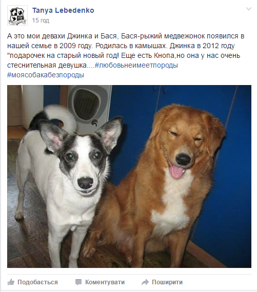 Миколаївці долучилися до флшемобу і показують своїх безпородних собак