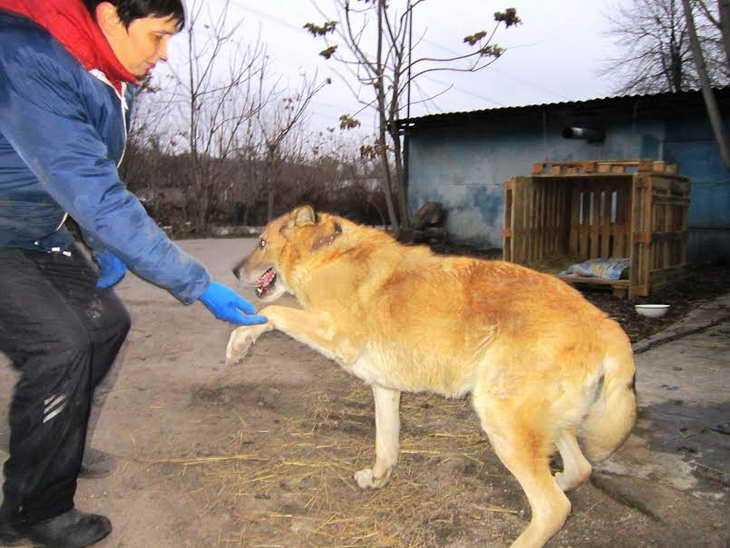 Запорізькі собаки-інваліди можуть не пережити прийдешню зиму: лежачі, безлапі та паралізовані – у морози вони приречені на смерть - фото 10