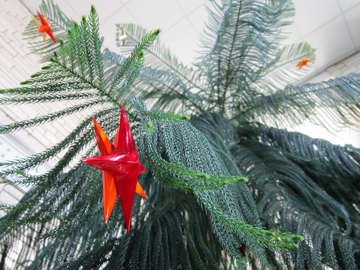До Різдва у зимовому саду Запорізької дитячої залізниці розквітнуть тропічні рослини - фото 14
