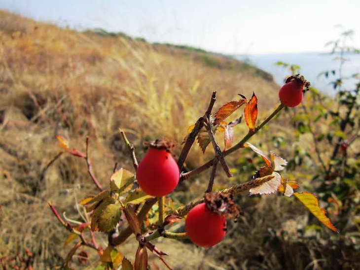 Червоні плоди шипшини, глоду та барбарису прикрасили жовтневі краєвиди Хортиці - фото 12