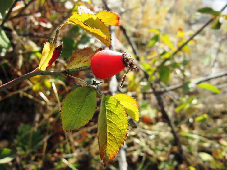 Червоні плоди шипшини, глоду та барбарису прикрасили жовтневі краєвиди Хортиці - фото 5