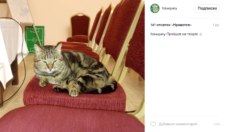 Як на заняття "Карпат" завітав турецький кіт - фото 1