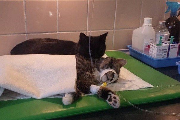 Як кіт-медбрат допомагає тваринам відновлюватися після лікування - фото 3