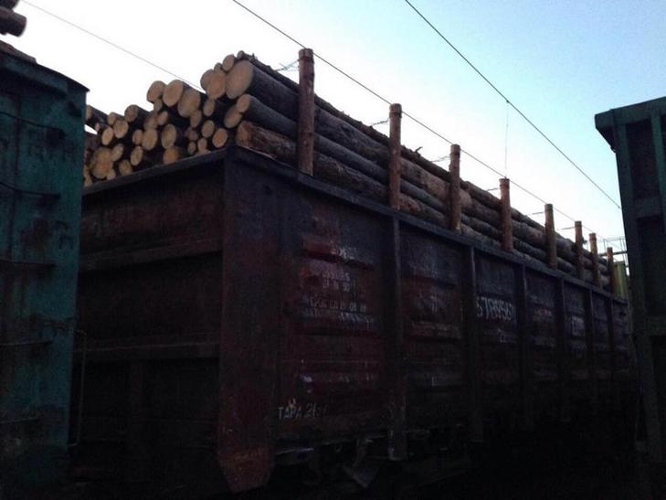 На Одещині правоохоронці викрили незаконний експорт лісу (ФОТО) - фото 1