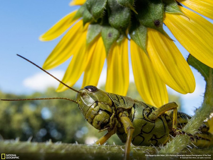  Роботи фіналістів конкурсу National Geographic "Кращий фотограф природи 2016" - фото 31