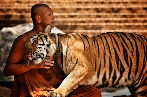 У Таїланді знають, як приручити тигрів - фото 2