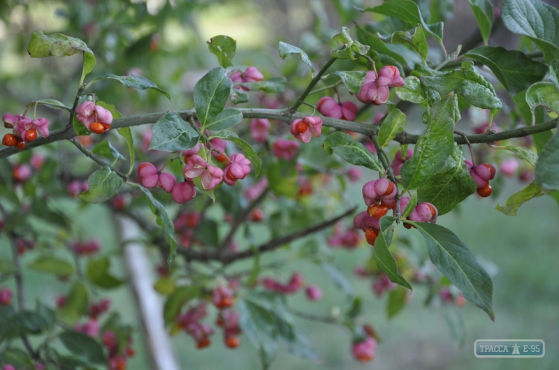 На Одещині наприкінці жовтня квітнуть дерева (ФОТО) - фото 1
