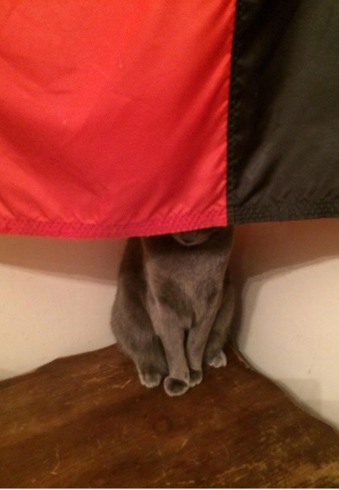 Як неперевершено коти грають у хованки - фото 13