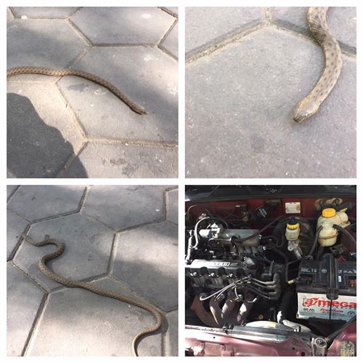 Центром Одеси сьогодні повзала змія (ФОТО) - фото 1