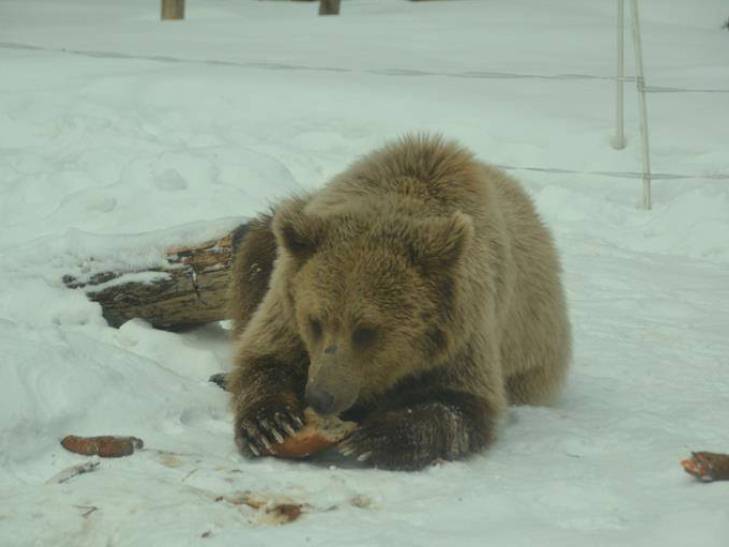 Як на Синевирі ведмеді радіють першому снігу - фото 1