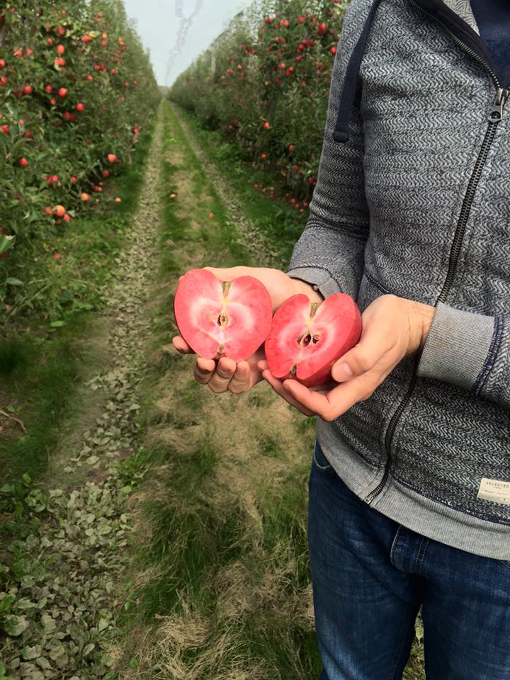 На Закарпатті збирають урожай незвичайних яблук - фото 1