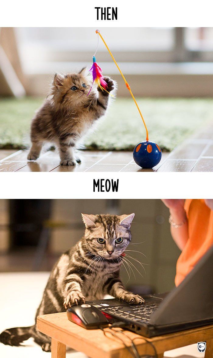 Як змінилось життя котів з появою гаджетів - фото 1