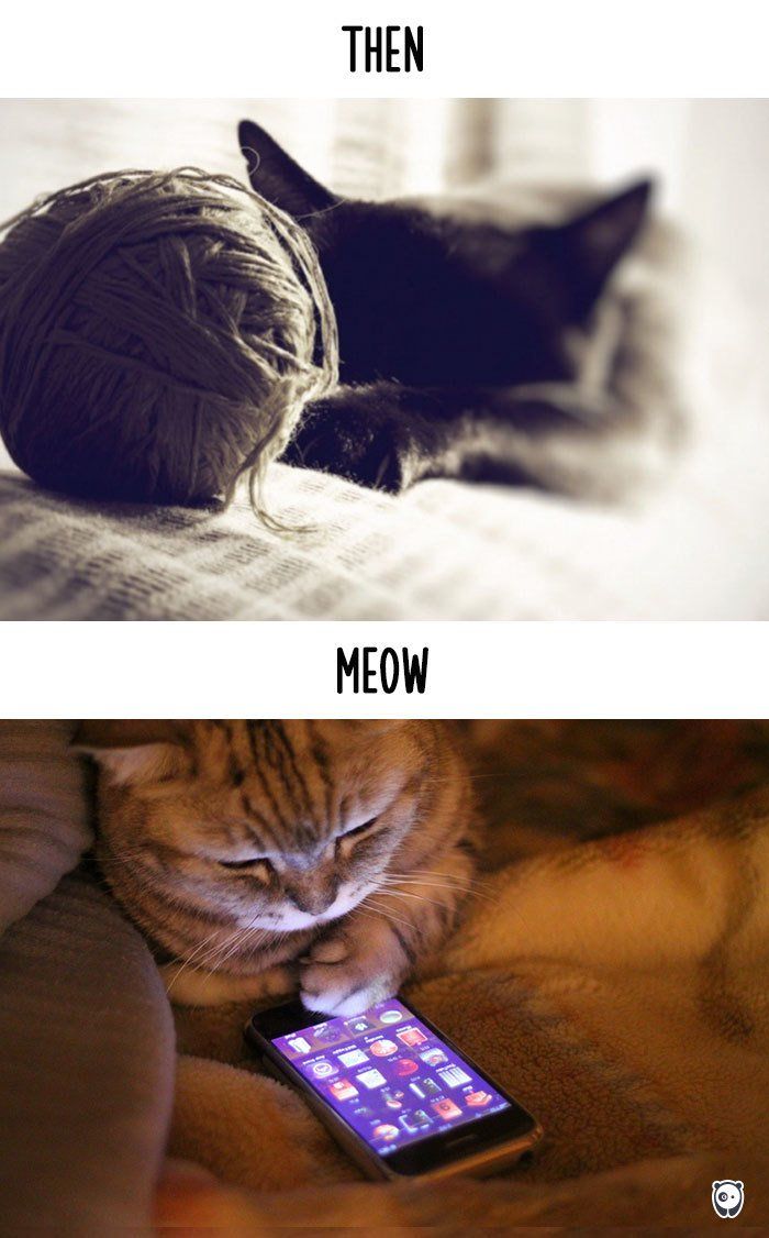 Як змінилось життя котів з появою гаджетів - фото 4