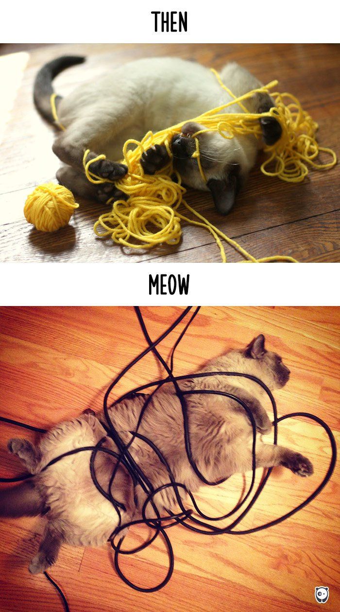 Як змінилось життя котів з появою гаджетів - фото 7