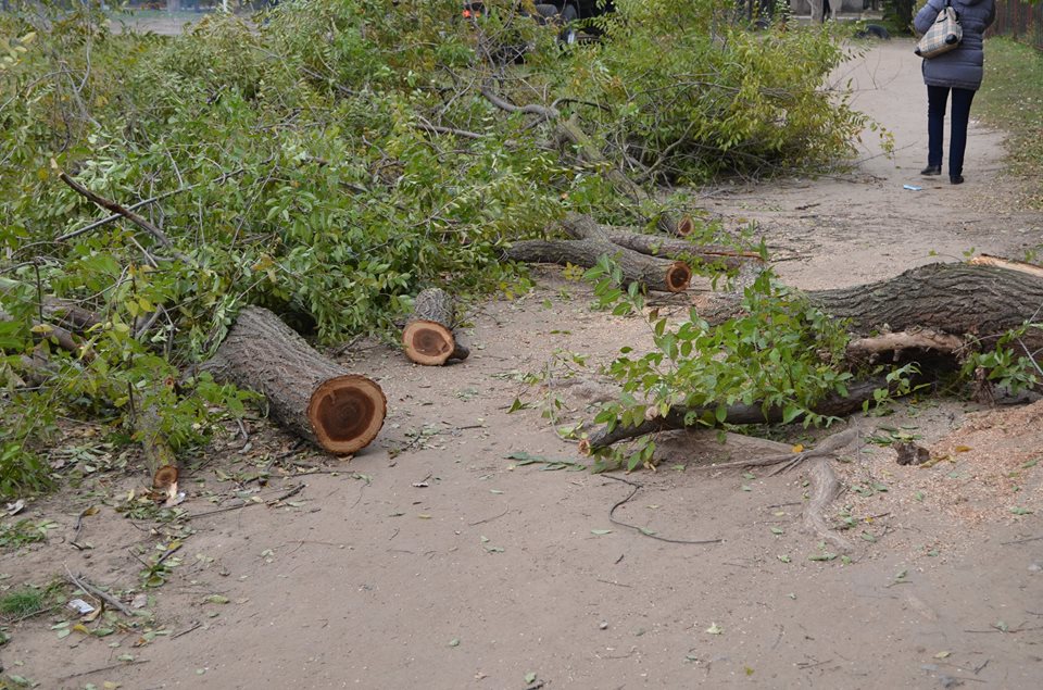 У Миколаєві біля шкли масово кронують дерева