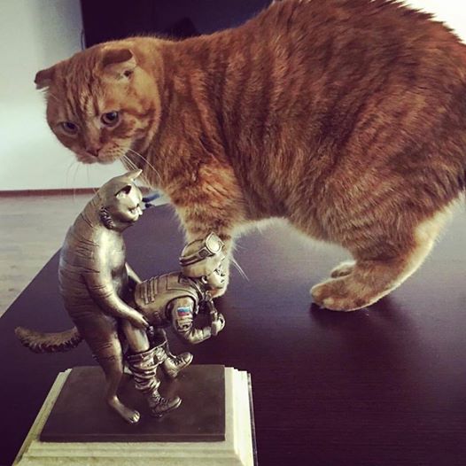 За що треба поставити пам'ятник котам в АТО - 11 - фото 10