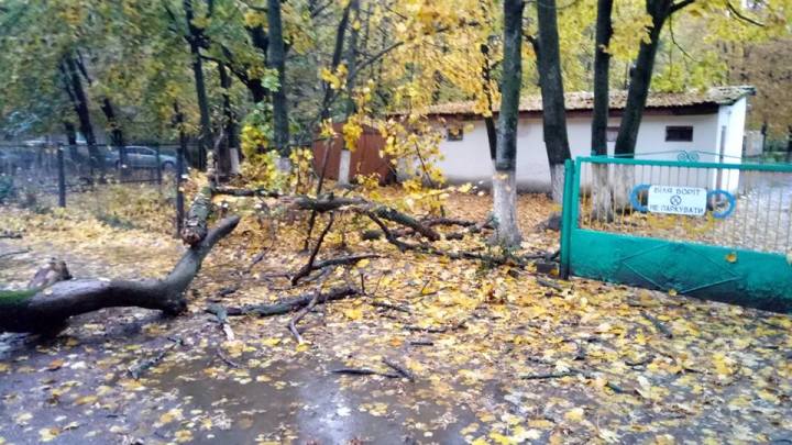 В Ужгороді на огорожу дитсадка впало дерево - фото 1