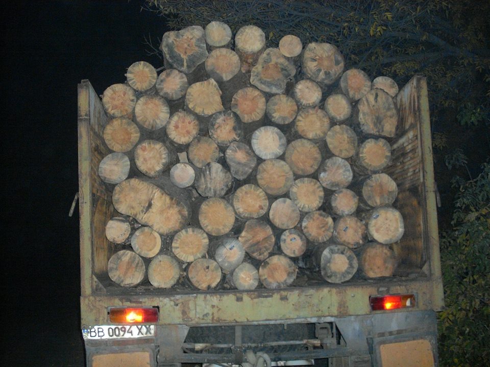 На Луганщині виявили понад 200 фактів незаконного перевезення та вирубки деревини (ФОТО) - фото 5