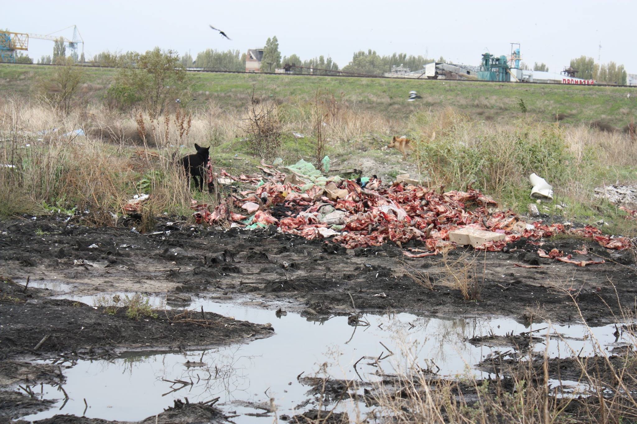 Миколаївський великий постачальник вивалив тонни сміття на околиці міста