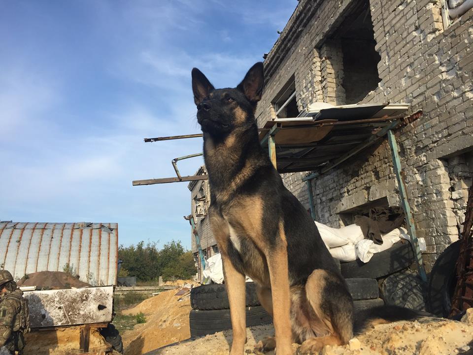 Чим займаються на Донбасі найкращі друзі бійців АТО - 10 - фото 3 Чим займаються на Донбасі найкращі друзі бійців АТО - 10 - фото 3