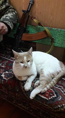 За що котам в АТО треба поставити пам'ятник-13 - фото 8 За що котам в АТО треба поставити пам'ятник-13 - фото 8