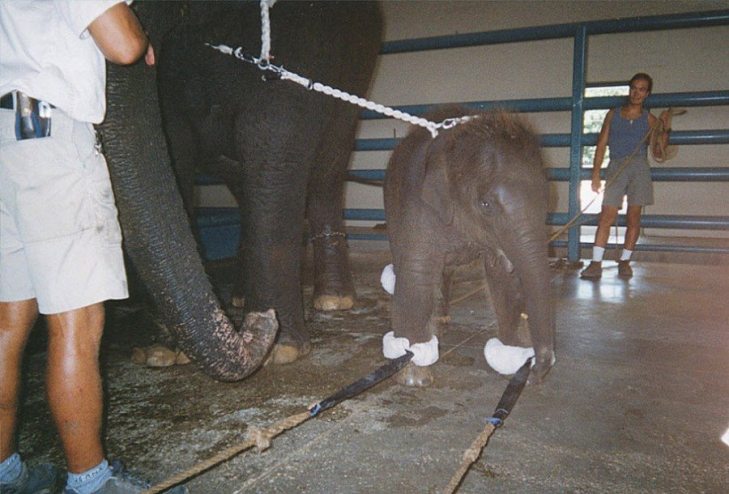 Через які тортури проходить слоненя, щоб порозважати трюками глядачів - фото 2