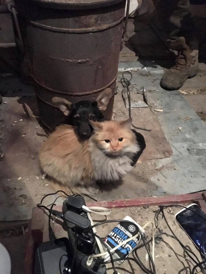 За що котам в АТО треба поставити пам'ятник-13 - фото 7 За що котам в АТО треба поставити пам'ятник-13 - фото 7