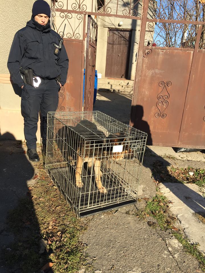Миколаївці "здали" сусіда, який морив голодом собак і викидав трупи в парк