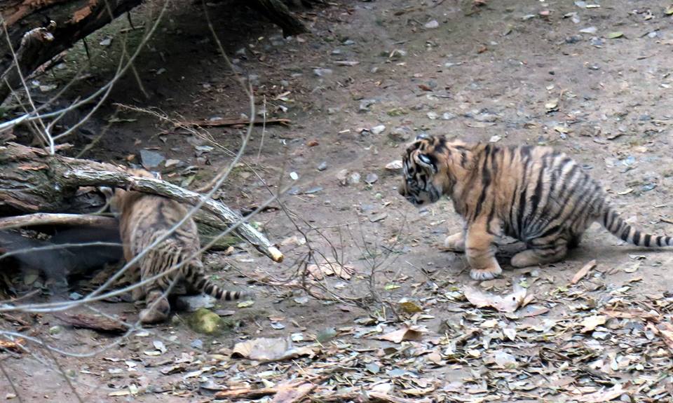 Миколаївський зоопарк поповнився одразу п'ятьма амурськими тигренятами