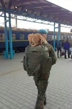 За що котам в АТО треба поставити пам'ятник-13 - фото 2 За що котам в АТО треба поставити пам'ятник-13 - фото 2