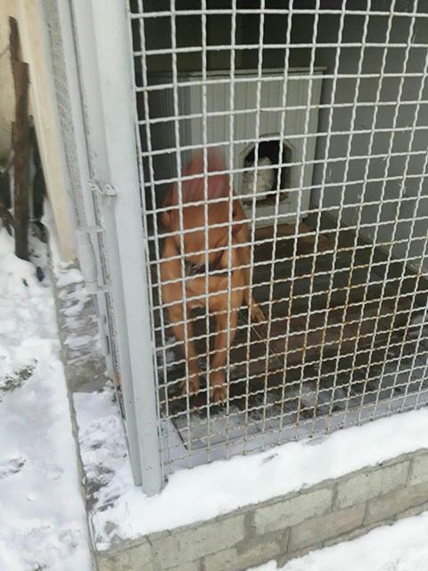 У Харкові пес напав на власників: постраждали три людини - фото 1