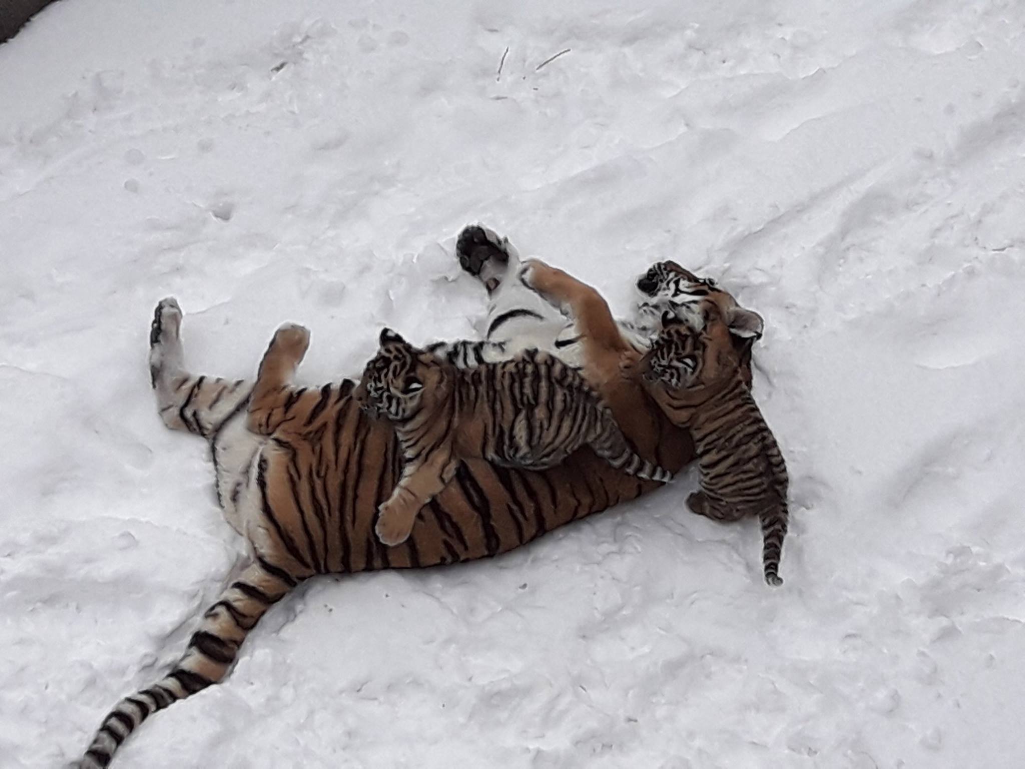 Як у Миколаєві тигри виховують малечу у снігу