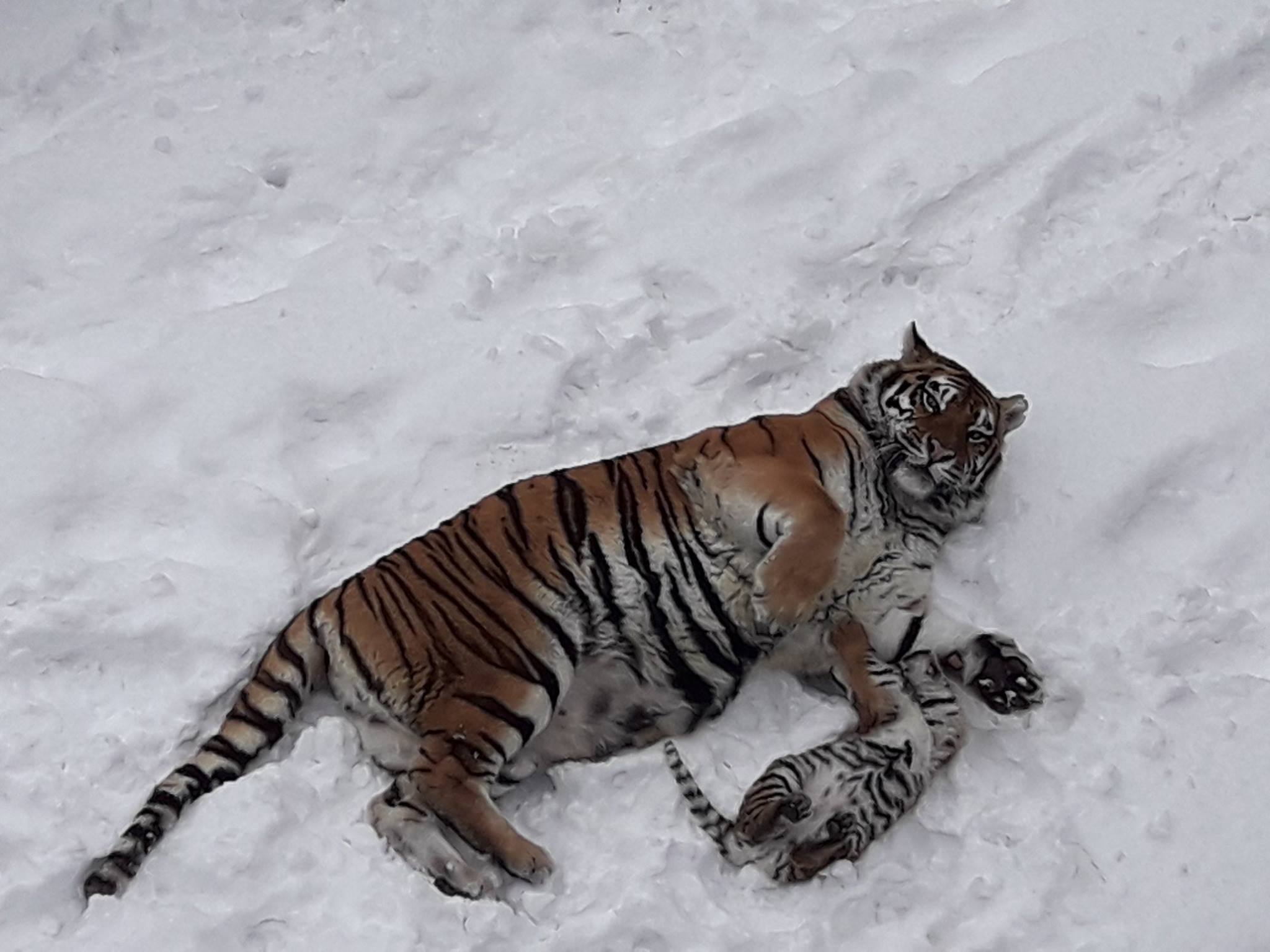 Як у Миколаєві тигри виховують малечу у снігу