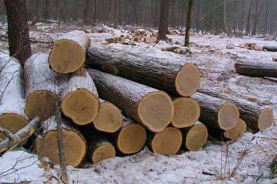 У Миколаєві біля залізничної колії браконьєри спиляли більше 470 дерев