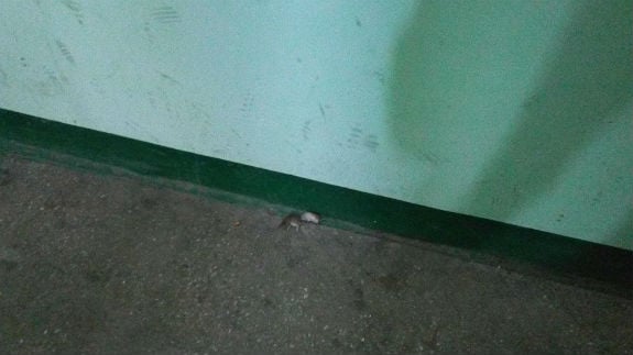 У столичних під’їздах валяються дохлі миші   - фото 1