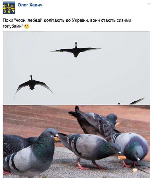Як вкрали задекларовані вили Ляшка та сиза голубка Юлія Тимошенко - фото 6