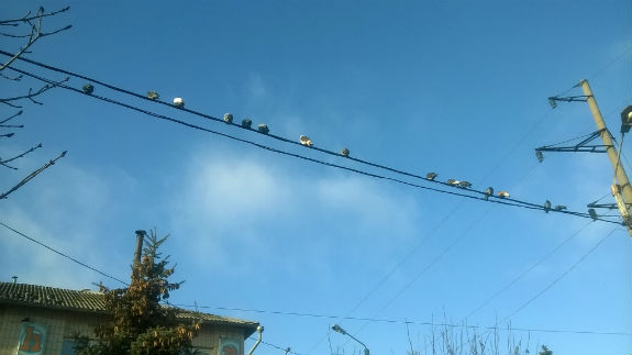 Як столичні голуби окупували лінії електропередач - фото 1
