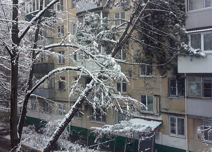 У Краснодарі під вагою снігу сосна впала на житловий будинок (ФОТО) - фото 1