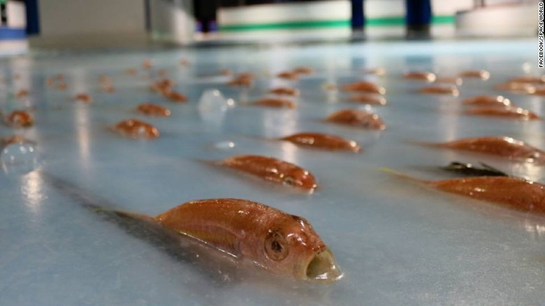 У Японії закрили ковзанка, творці якого вморозили у кригу п'ять тисяч риб (ФОТО) - фото 4