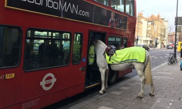 В Лондоні кінь поліцейського вирішив покататися у громадському транспорті - фото 1