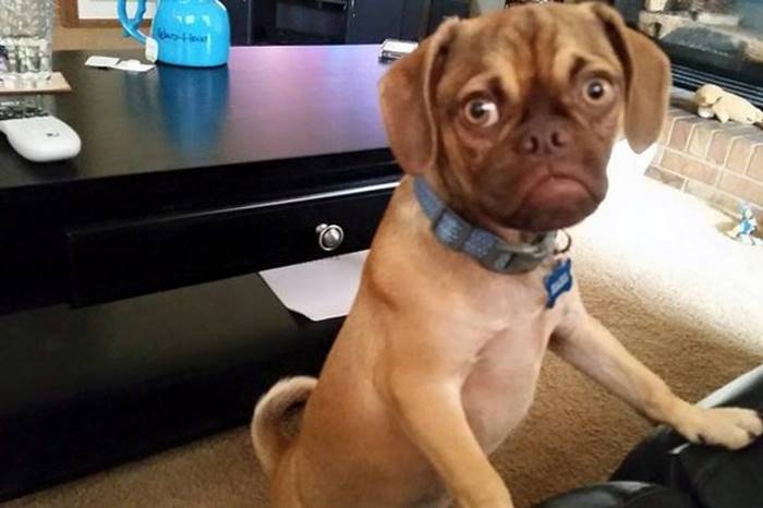 Як виглядає найпохмуріший пес інтернету - фото 4